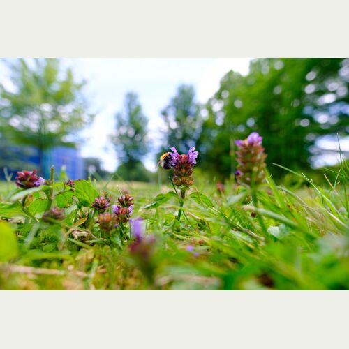 Während der langen Blütezeit von Juni-Oktober bietet die Braunelle Nahrung für Hummeln, Wildbienen und Schmetterlinge